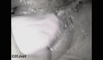 Cum Pussy Eating Pussy Licking GIF