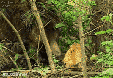 Hentai 34: Rule 34 In Action GIF