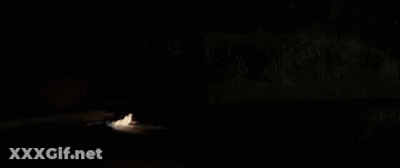 Mr.crow Clip GIF