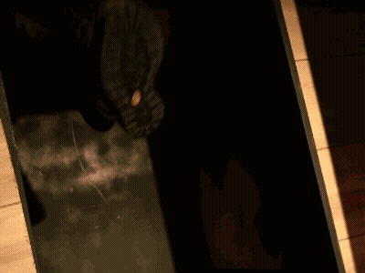 Big Tits Christmas Blowjob Squirt GIF