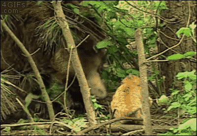 Hentai 34: Rule 34 In Action GIF