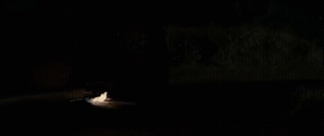 Mr.crow Clip GIF
